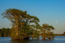 Caddo Lake 2-Texas