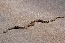 Bull Snake