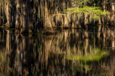 Caddo Lake 5-Texas