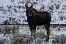 Elchkuh im schnee MT