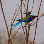 Kruger NP1