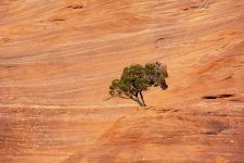 Red Rock SP-NM