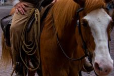 Viehtrieb-Fort Worth-Texas