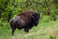Bison Th.R.NP Nord ND