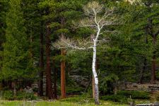 Rocky Mountain NP 3 CO