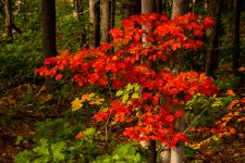 indian summer19