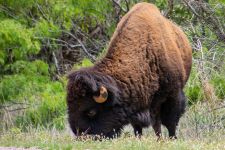 Bison-Caprock Canyon-Texas