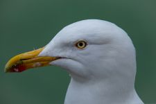 DSC 4585