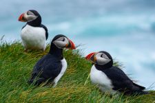 Papageientaucher-Latrabjarg WF