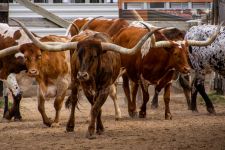Longhorn-Fort Worth-Texas