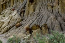 Th.Roosevelt NP Nord ND