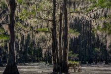 Caddo Lake 4-Texas