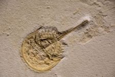 Fossil Thermopolis WY