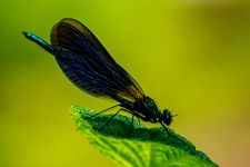 DSC 4187